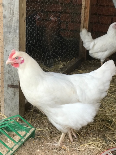 Picture of Silver Highline