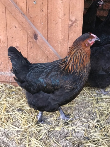 Picture of Manor Farm Special